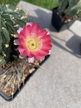 Lobivia wrightiana